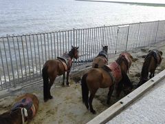 -上海棕榈滩海景酒店