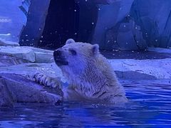 -上海海昌海洋公园