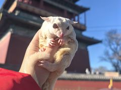 -姚记炒肝店(鼓楼店)