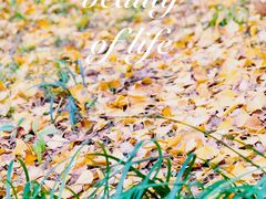 -上海银珠苑度假村-地面停车场