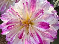 -上海植物园-4号门售票处