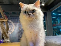 -more than meow吴止猫主题餐厅(承德 中船汇店)