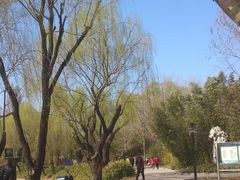 -紫竹院公园冰场