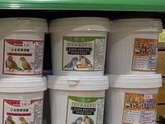 -明明手养鹦鹉(堤角花鸟宠物大世界店)