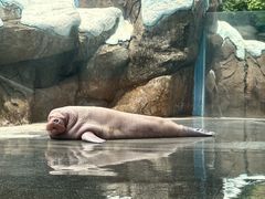 -海合安成都极地海洋公园