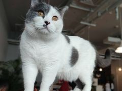 -Cappucimeow猫咪咖啡馆(韦伯时代店)