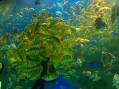 -芜湖新华联大白鲸海洋公园