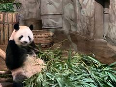 -深圳野生动物园