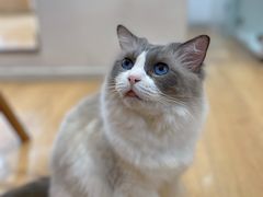 -是阿柴呀！柴犬咖啡·爱喵喵猫咖
