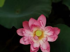 -黄兴公园