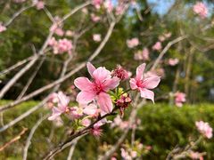 -火炉山森林公园