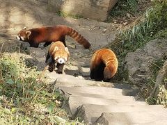 -都江堰中华大熊猫苑