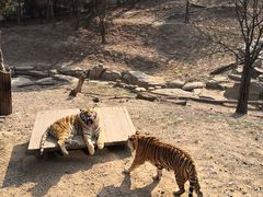 -大连森林动物园