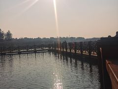 -上海海湾国家森林公园