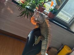 -北京观赏动物医院·24小时大型综合·猫专科·异宠专科