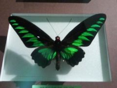 2012-03-18&nbsp;12.16.11-上海昆虫博物馆