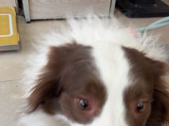 -艾贝尔宠物医院·狂犬免疫点(江山金象城店)