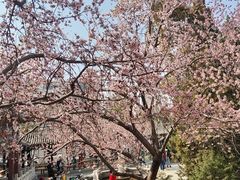 -桃花堤公园