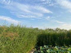 -绿堤公园