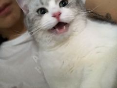 -日葵 大阪烧ひまり(仙霞路店)