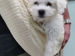 -宠福鑫康馨动物医院·骨科·眼科