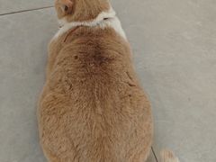 -伟伟宠物医院·CT影像中心·瑞派犬猫综合性门诊(汉口总院)