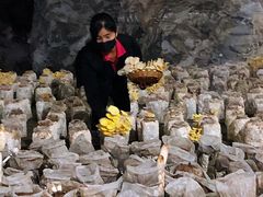 -仙蘑洞
