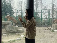 -上海野生动物园老虎餐厅
