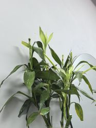 -逅续沙发自然卷专研
