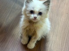 -楼上猫咖(罗湖店)