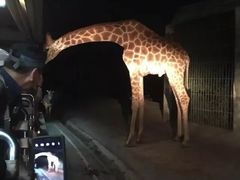 -清迈夜间动物园