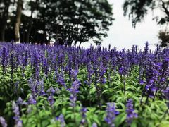 -松山湖梦幻百花洲