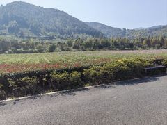-径山花海