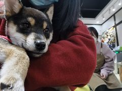 -逗柴咖啡屋·狗咖猫咖宠物桌游