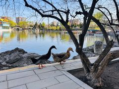 -北京康莱德酒店