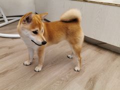 -浣熊柯尔鸭土拨鼠·电玩咖