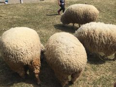 -神户六甲牧场(北野本店)