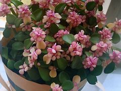 -鹿岛会员店 (龙湖三千集天街店)