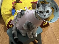 -伟伟宠物医院·CT影像中心·瑞派犬猫综合性门诊(汉口总院)