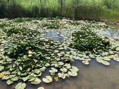 -九里湖国家湿地公园