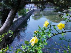 -嘉定紫藤园