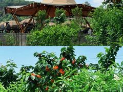 -桃源山庄·水蜜桃采摘·柴火鸡·烧烤团建(龙泉山店)