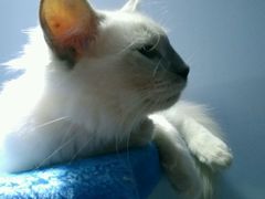 -喵的天空名猫咖啡馆·撸猫·猫舍·用品
