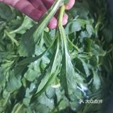 这是什么菜