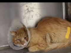 -萌兽医馆·犬猫专科·眼科中心·宠物医院(朝阳门分院)
