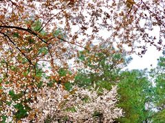 -铁山坪森林公园