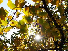 -上海佘山国家森林公园天马山园