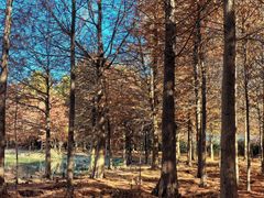 -上海海湾国家森林公园