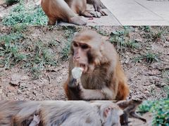 -黔灵山公园