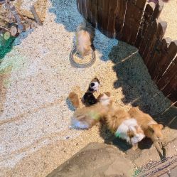 -酷嗒动物文化乐园(cutezoo西溪乐天城店)